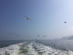 -大鹿岛