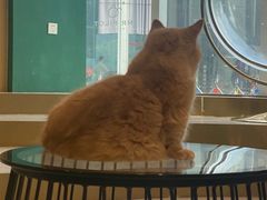 -飞行喵MR PILOT|猫舍·猫咖(静安大融城店)