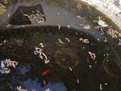 -老张烤羊(王哥庄店)