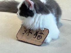 -怪兽屋·羊驼·猫咖·狗咖(俊华广场店)