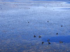 -野鸭湖国家湿地公园