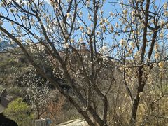 -北京凤凰岭