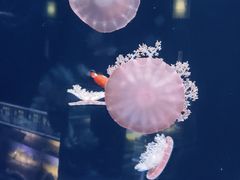 -欢乐海岸海洋奇梦馆