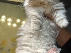 -欣宠猫屋·矮脚拿破仑·蓝金金渐层