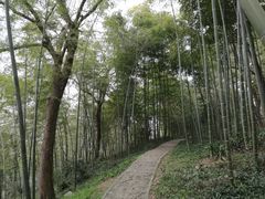 -上海佘山国家森林公园西佘山园