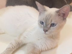 -我爱猫咪·猫咖·狗咖·安哥拉兔·羊驼咖(小寨华旗店)
