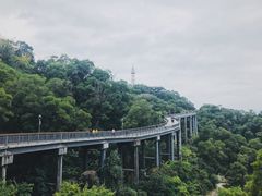 -金鸡山公园