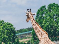 -大连森林动物园