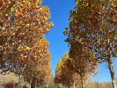 -北京西山国家森林公园