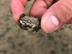 -北海金海湾红树林生态旅游区