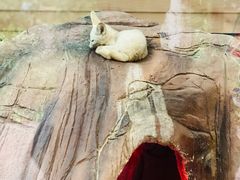 -清迈夜间动物园