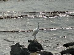 -深圳湾公园(南山区)