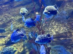 -珠海长隆海洋王国
