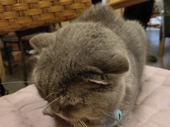 -猫色咖啡·猫咖