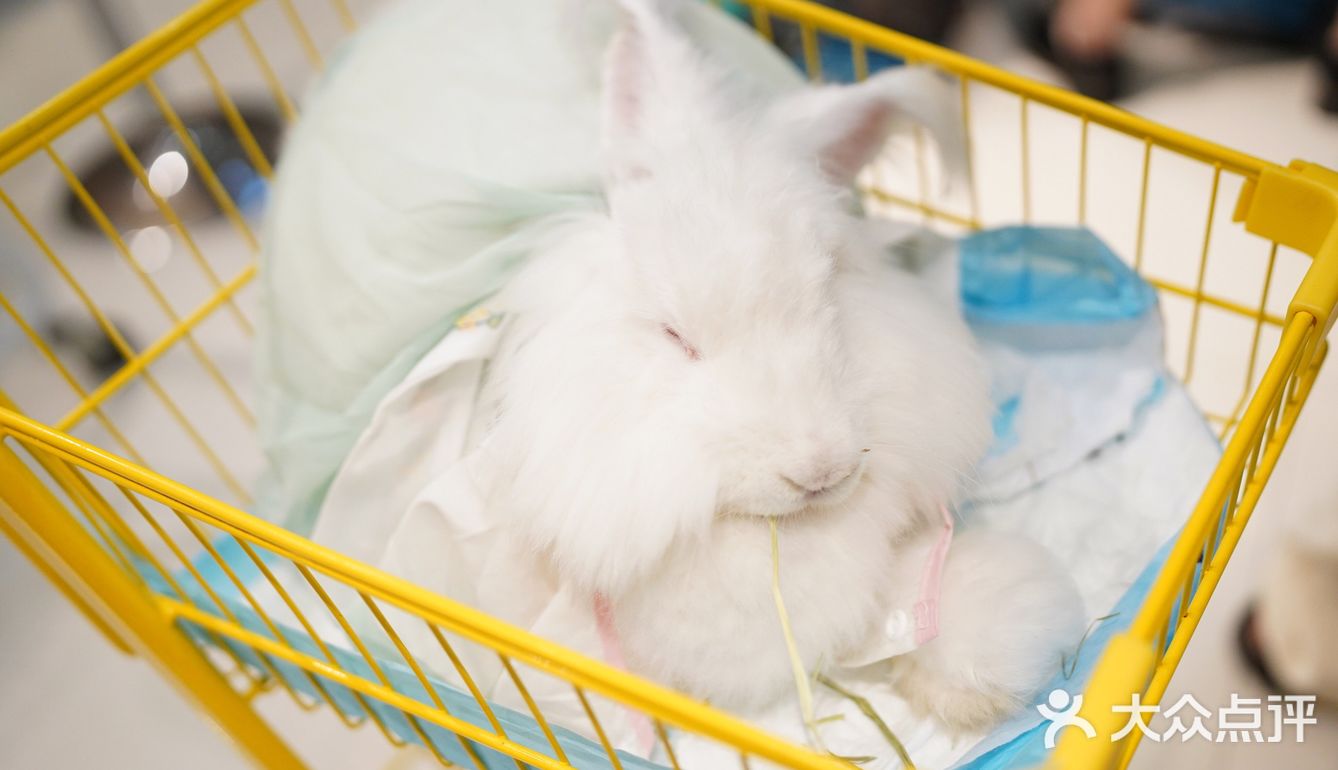 毛孩子控的福音来了