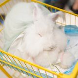 毛孩子控的福音来了