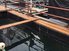 -蓝湾碧波·老字号·疍家非遗海上餐厅