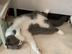-芭比堂动物医院(广州爱宠下渡路分院)