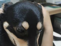 -谐和贝康宠物医院24小时·宠保定点(急重症转诊中心)