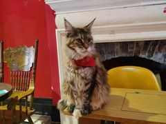 -猫色咖啡·猫咖