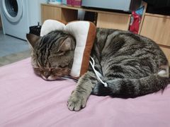 -创凡宠物医院·骨专科  猫科中心(西乡分院)
