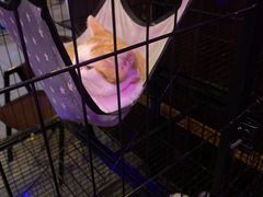 -長壹旋转烤吧 农家鸡火锅