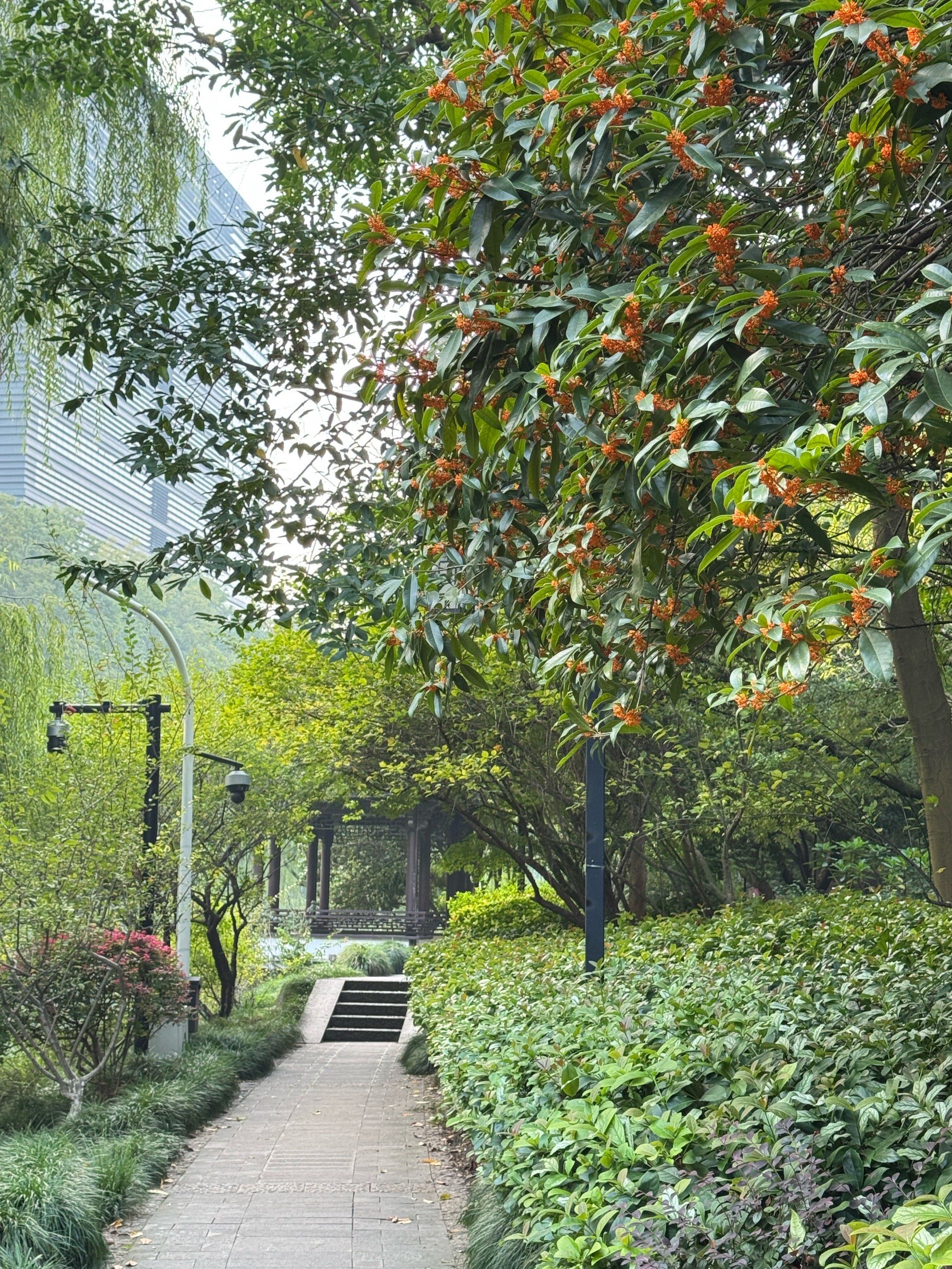 满城桂香的杭州欢迎你的到来