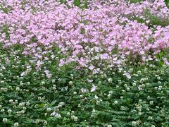 -如皋市龙游湖欢乐世界