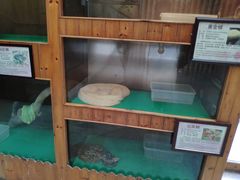 -上海大自然野生昆虫馆(东方明珠·爬宠昆虫探索中心)