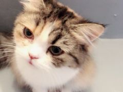-豆老板的猫咖啡(碑林博物馆店)