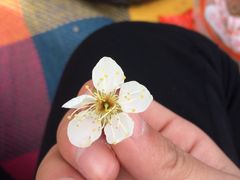 -香雪海