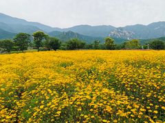 -紫云台香草园