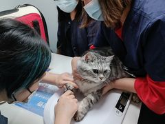 -伟伟宠物医院·CT影像中心·瑞派犬猫综合性门诊(汉口总院)