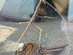 -青藏高原野生动物园