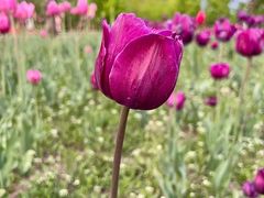 -长春公园(普阳街道)