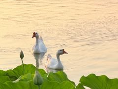-洛阳市隋唐城遗址植物园