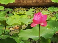 -滕州微山湖红荷湿地景区