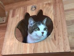 -喵屿·大理花园猫咖