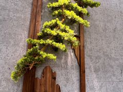 -叁煨蹄花·下饭盐帮菜(人民广场店)