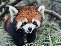 -常州淹城野生动物世界