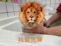 -猫大福·Fortune Cat猫舍(百子湾店)