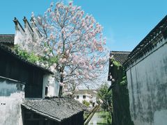 -乌镇景区
