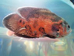 -海合安武汉极地海洋公园