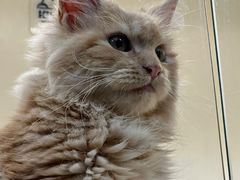 -70cat德文卷毛猫·缅因猫纯种猫舍