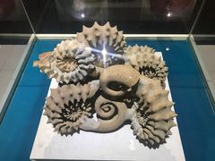 -青岛贝壳博物馆