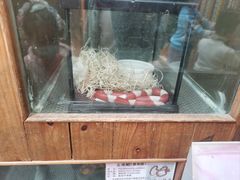 -上海大自然野生昆虫馆(东方明珠·爬宠昆虫探索中心)