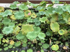 -长田漾湿地公园