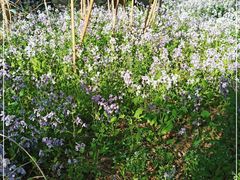 -北京大学燕东园