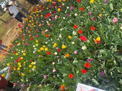 -洛阳郁金香牡丹园