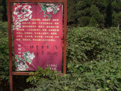 -西安牡丹苑